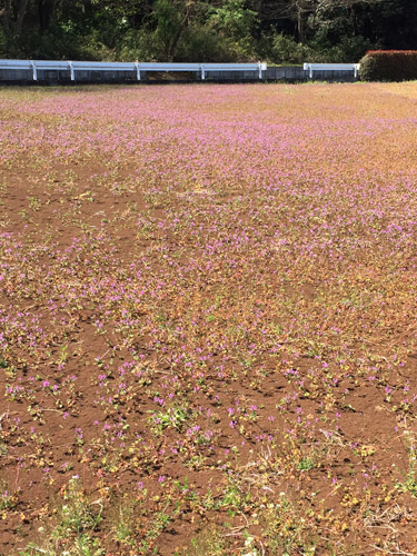雑草も美しい季節_b0129807_10593645.jpg