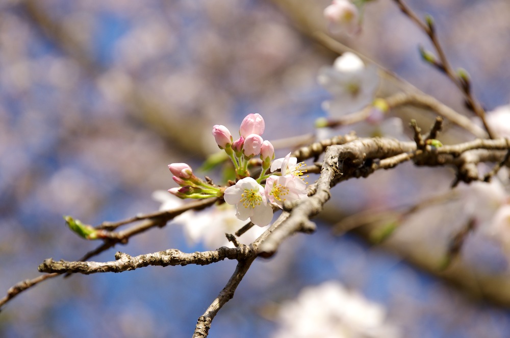 2015桜_f0138807_327561.jpg