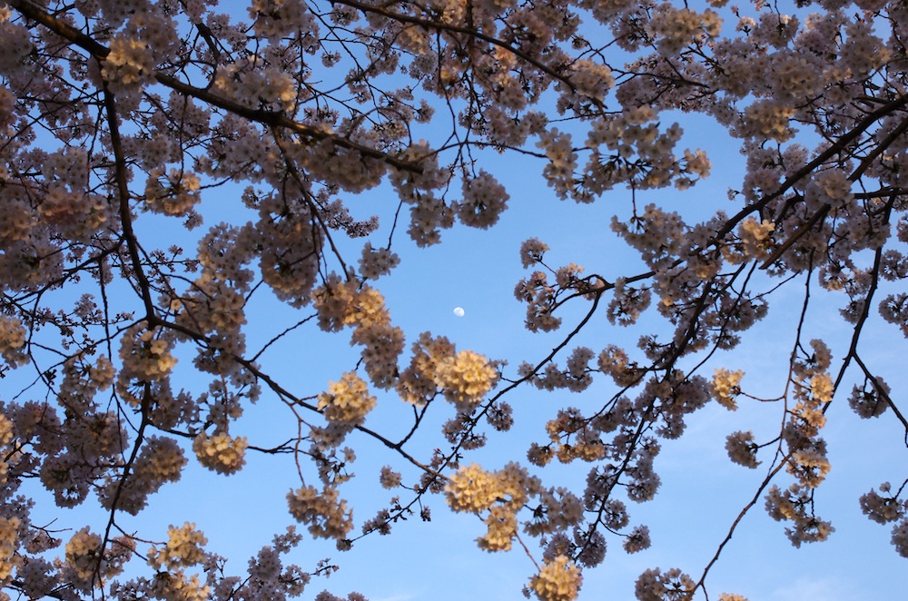 2015桜_f0138807_328595.jpg