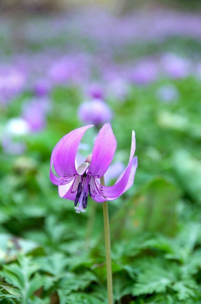 2015かたくり_f0138807_3525627.jpg