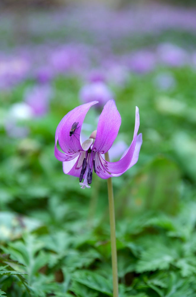 2015かたくり_f0138807_3531133.jpg
