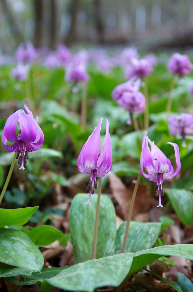 2015かたくり_f0138807_353384.jpg