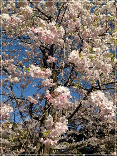 桜の特等席とお花見ランチ_b0289710_05580573.jpg