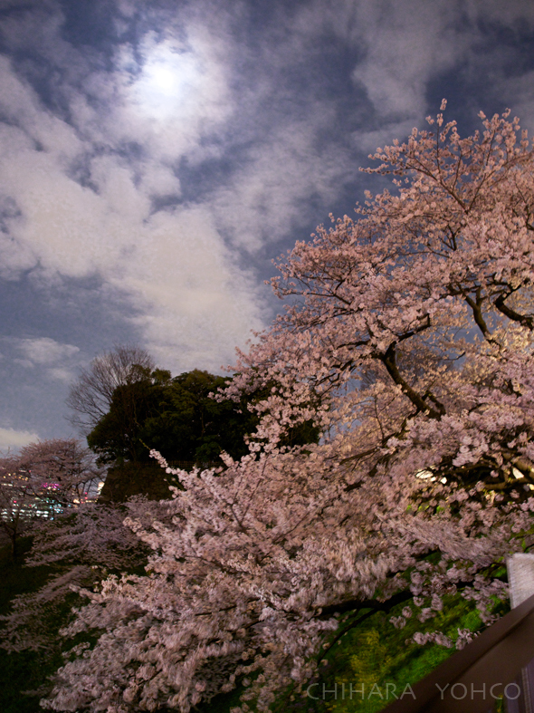 夜桜三景_d0138811_11595270.jpg