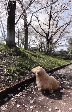 名残りの桜＆古事記かるた会_d0330311_10522218.jpg