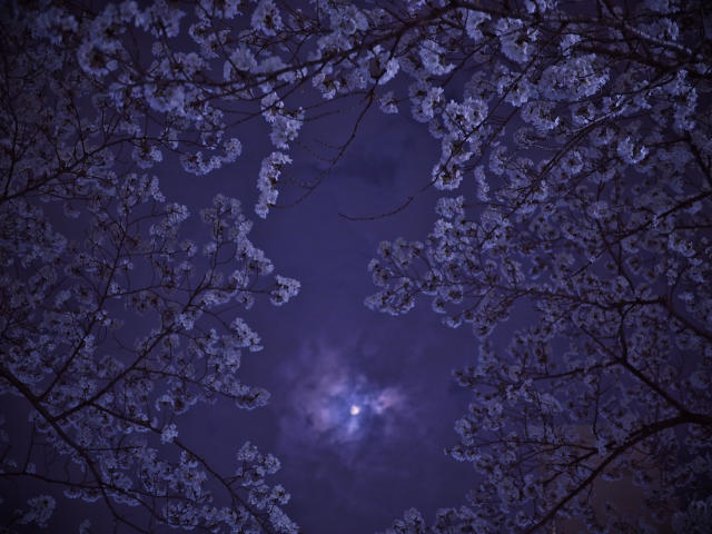 寂桜_a0145313_22104810.jpg