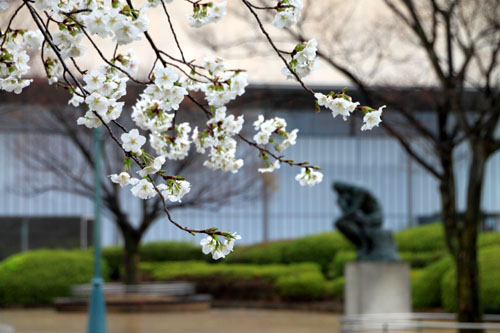 国立博物館と豊国神社 2015さくら情報19_e0048413_153250100.jpg