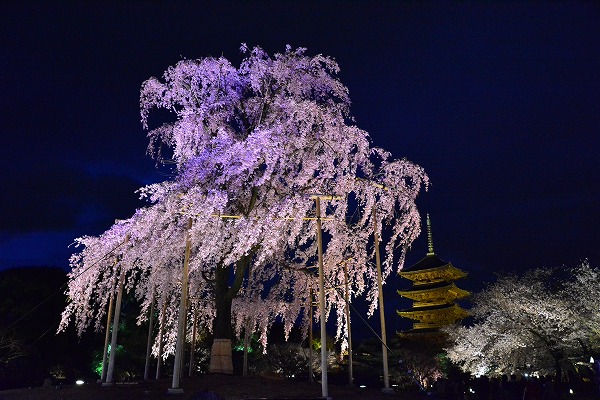 春色　-　東寺_a0114714_1820026.jpg