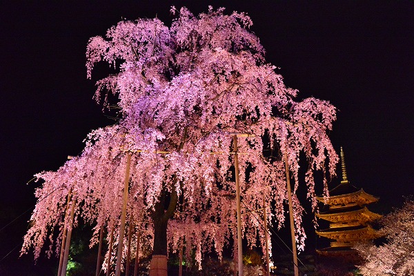 春色　-　東寺_a0114714_18204918.jpg