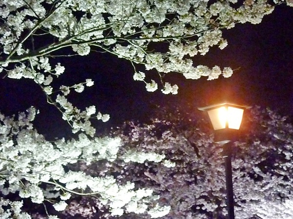 夜桜を見に・・・瑠璃香寺_d0025414_23354735.jpg