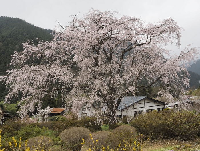 湯の山のしだれ桜_c0116915_0212484.jpg