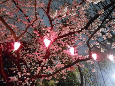 夜桜_c0222415_2043688.jpg