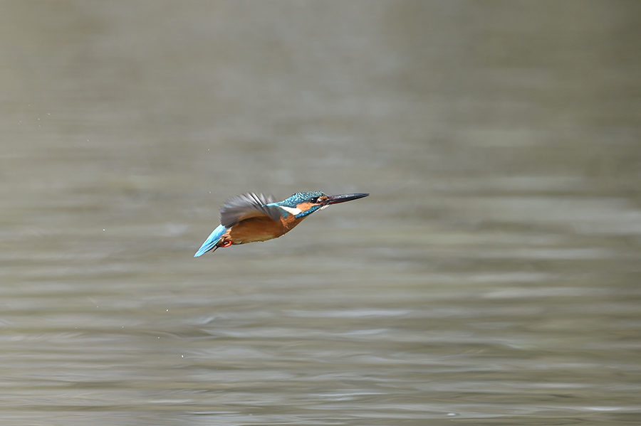 150403 公園・雄の水物など_c0278820_18172833.jpg