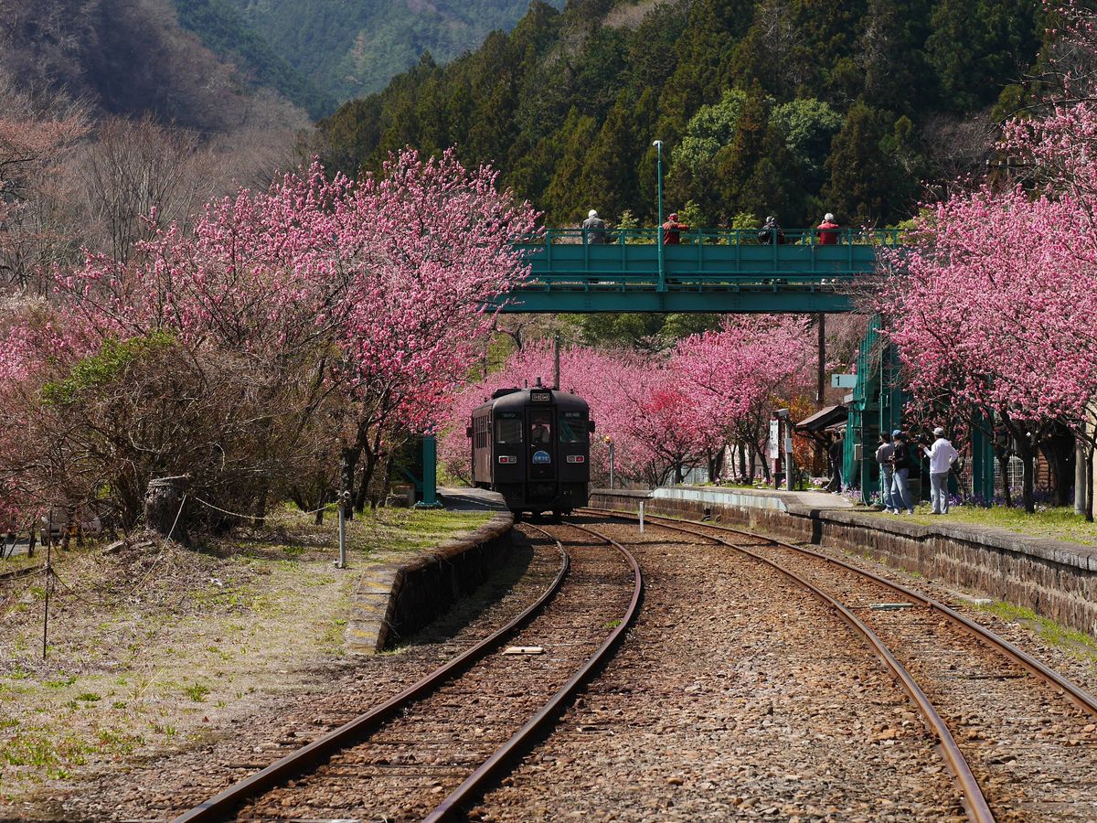 花桃輝く渡良瀬渓谷鐡道神戸駅_a0031821_20525962.jpg