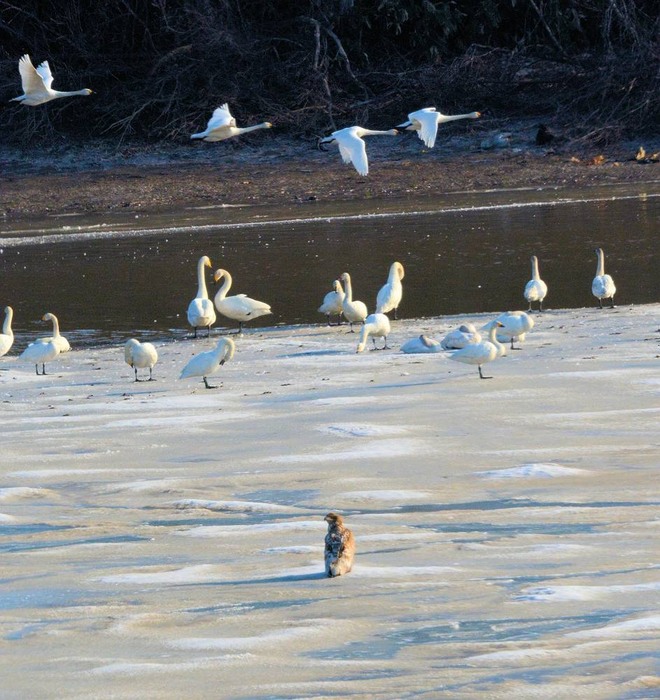 北の森からエゾリスと野鳥便り _d0098721_19384896.jpg