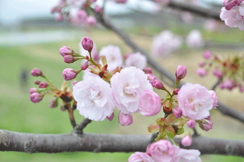 4月・桜の季節_e0312121_21542999.gif