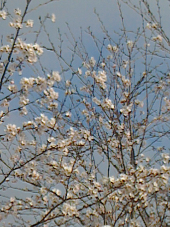 c0038424_8523032.jpg