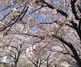 4月4日 「桜・満月・皆既月食」_b0211926_16152057.jpg
