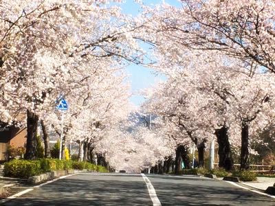 桜が満開を迎えてます☆★_c0228726_901727.jpg