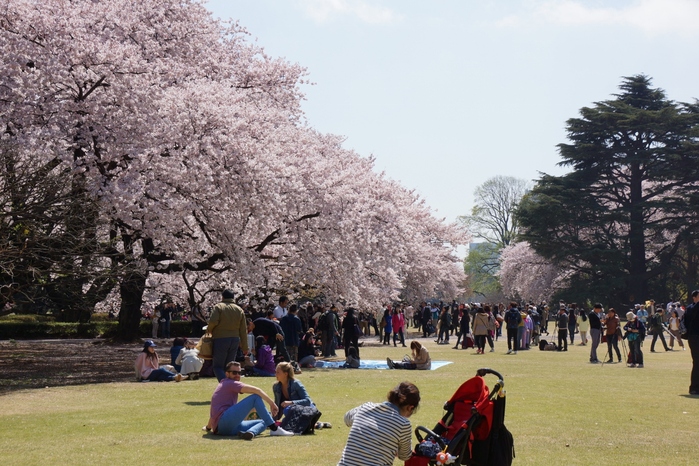 809 それぞれの花見_e0031526_20312922.jpg