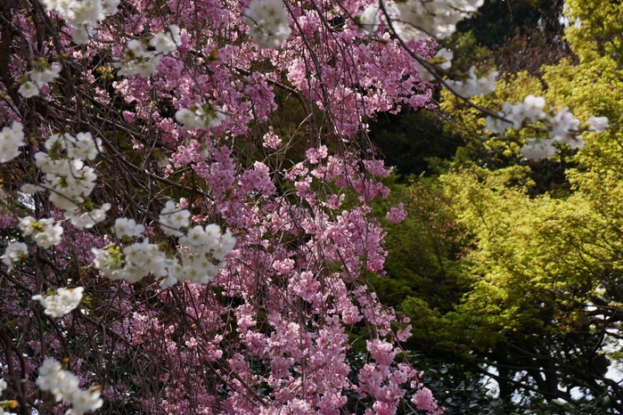 809 それぞれの花見_e0031526_20321571.jpg