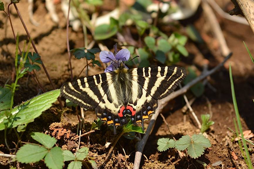 またもギフチョウ（2015年4月3日） _d0303129_636988.jpg