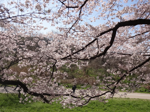 2015背割りの桜_b0069630_2114442.jpg