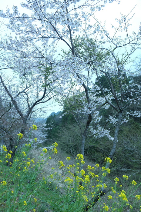 房総半島、山里のさくら_c0308431_1554726.jpg