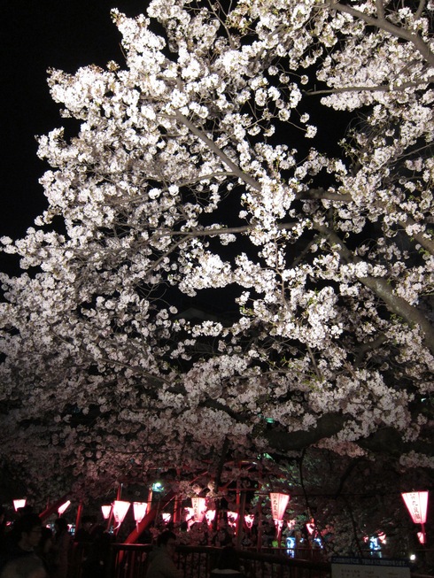 桜_d0010432_20512088.jpg