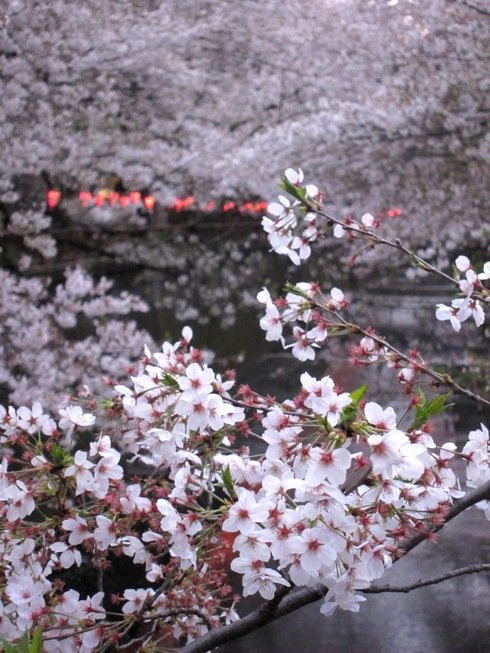 桜_d0010432_20513056.jpg