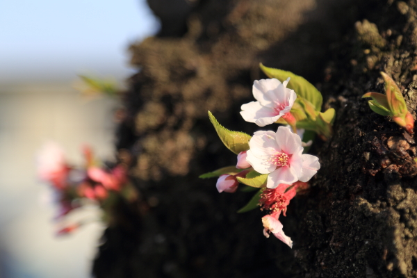 春爛漫・桜便り（近所の桜）_f0229832_8242055.jpg