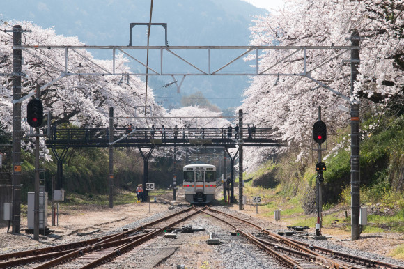 小田原城と山北のさくらまつり_f0217933_20334903.jpg