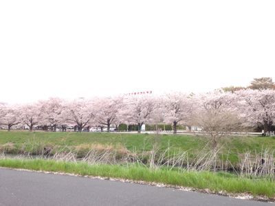 桜ざんまい_e0197434_17354370.jpg