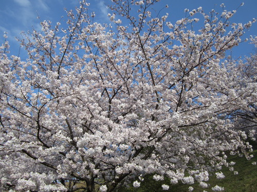 お花見サンドと 桜コレクション！！_f0229235_1245190.jpg