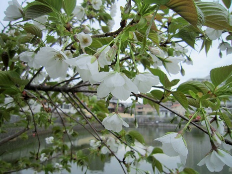 新しい居場所_b0177436_21574389.jpg