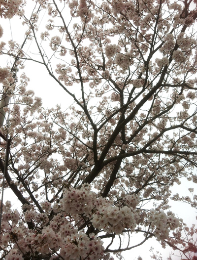花散らしの雨_c0036138_20115282.jpg