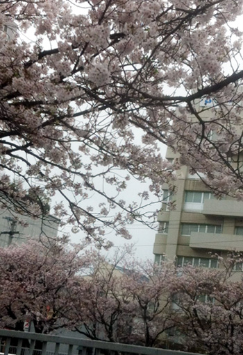 花散らしの雨_c0036138_20133894.jpg
