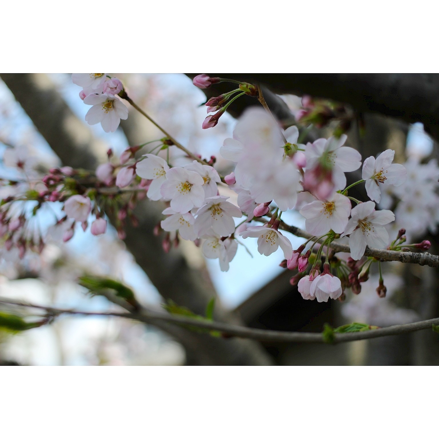 母屋の桜_a0114740_23090157.jpg