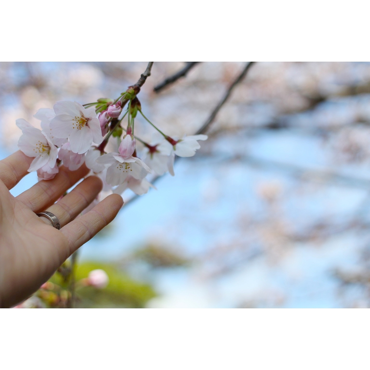 母屋の桜_a0114740_23091439.jpg