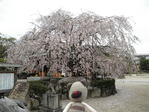 ４８１号　広島の桜も満開♪_a0250740_1712237.jpg