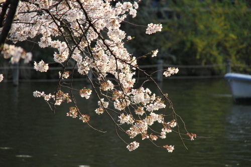 井の頭恩賜公園2013桜_f0324540_01461432.jpg