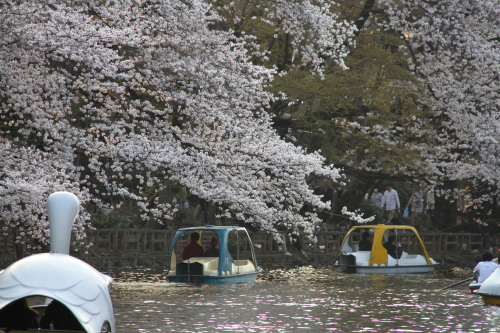 井の頭恩賜公園2013桜_f0324540_01462992.jpg