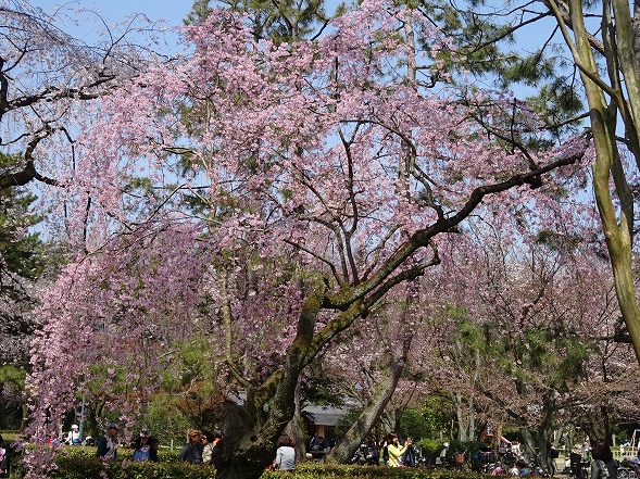 京都御苑・近衛邸跡の枝垂れ桜_b0299042_956573.jpg