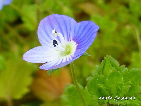 フラサバソウとオオイヌノフグリの開花が目立ってきました デジカメ散歩悠々