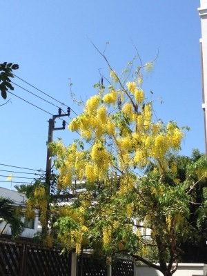 黄色い花の咲く木が多い タイ バンコク あるある