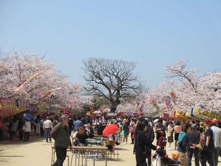 エピローグはお花見で_a0275945_1002594.jpg