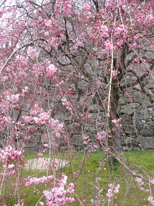 エピローグはお花見で_a0275945_947542.jpg