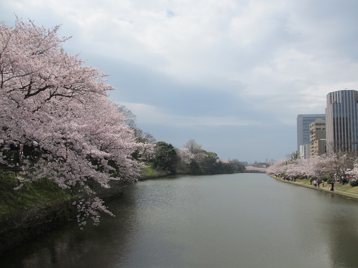 エピローグはお花見で_a0275945_9491940.jpg