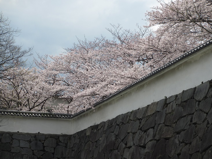 エピローグはお花見で_a0275945_949526.jpg