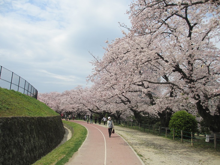 エピローグはお花見で_a0275945_9555385.jpg